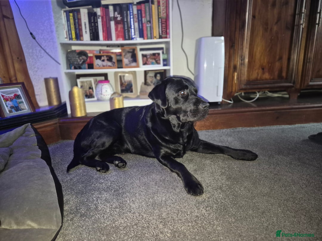 Labrador Retriever dogs for stud: 2yo black 42kg labrador  - Image 3