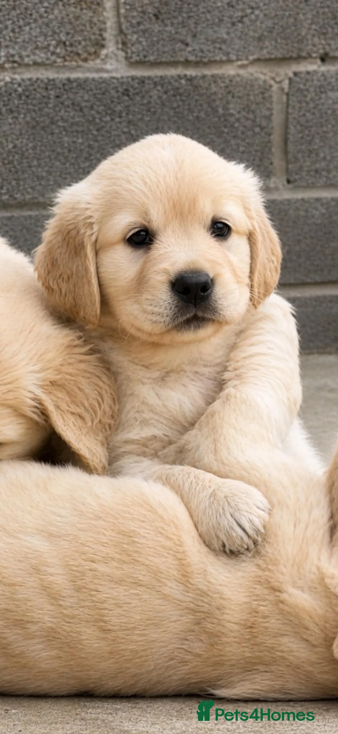Golden Retriever dogs for sale: KC Registered Golden Retriever Puppies - Advert 6
