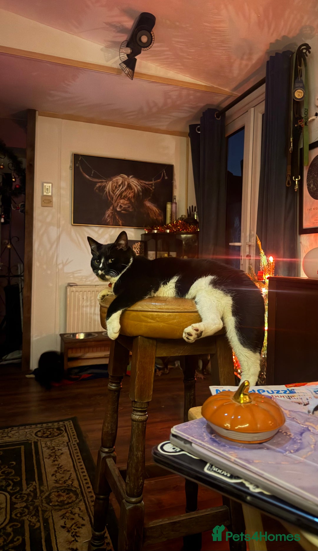 Domestic Shorthair cats for sale: Sonic & Melody (including kitten bundle) - Advert 1