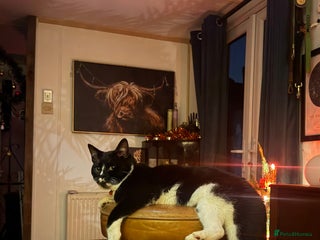 Domestic Shorthair cats Sonic & Melody (including kitten bundle) - Advert 18