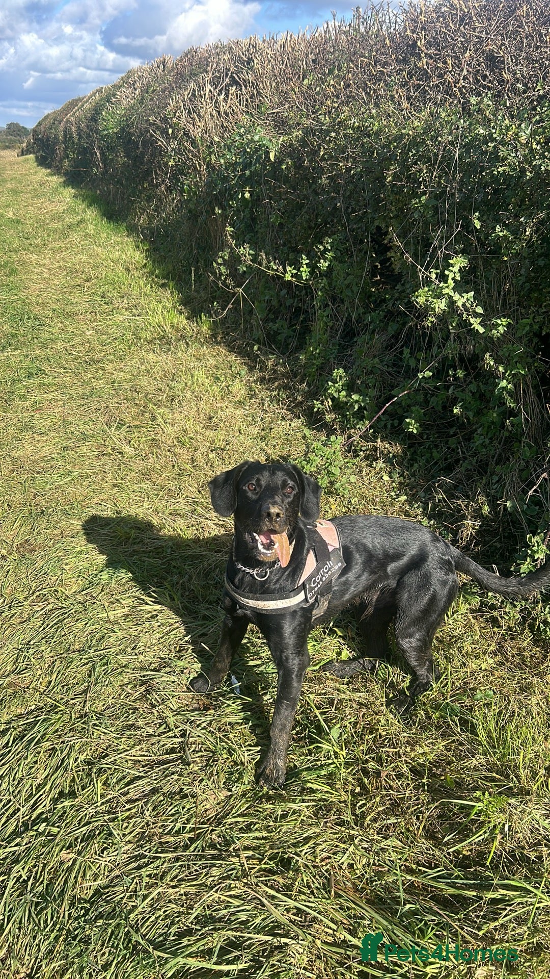 Mixed Breed dogs Gus almost 3 years  - Advert 17