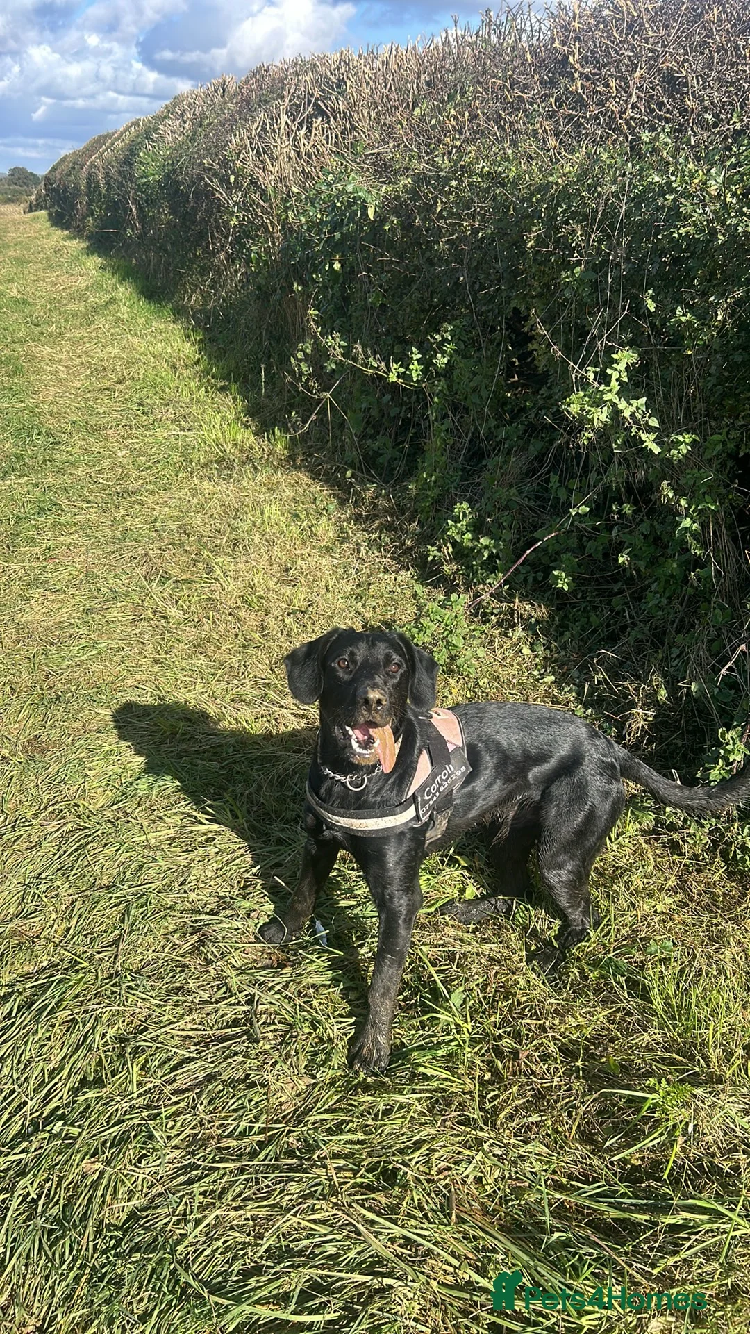Mixed Breed dogs for sale: Gus almost 3 years  - Advert 9
