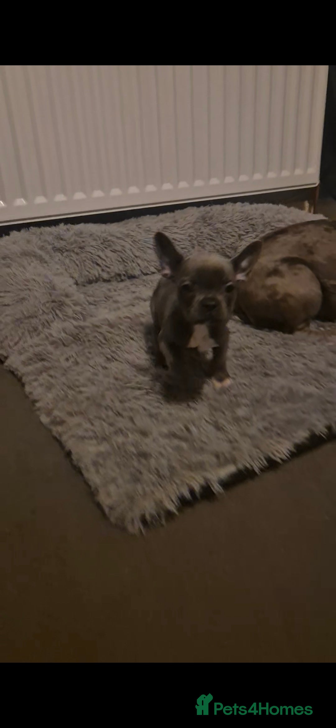 French Bulldog dogs for sale: Last 4 French bulldogs reduced  - Advert 8