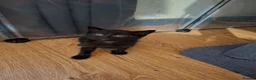 Mixed Breed cats for sale: Lovely kittens looking for their forever homes  - Advert 16