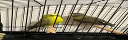 Budgerigars birds for sale: BFBW Budgie pair for sale! - Advert 1