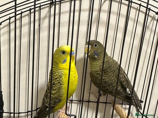 Budgerigars birds BFBW Budgie pair for sale! - Advert 13