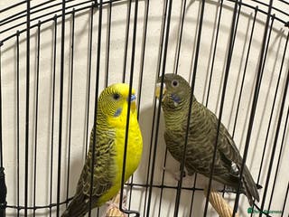 Budgerigars birds BFBW Budgie pair for sale! - Advert 8