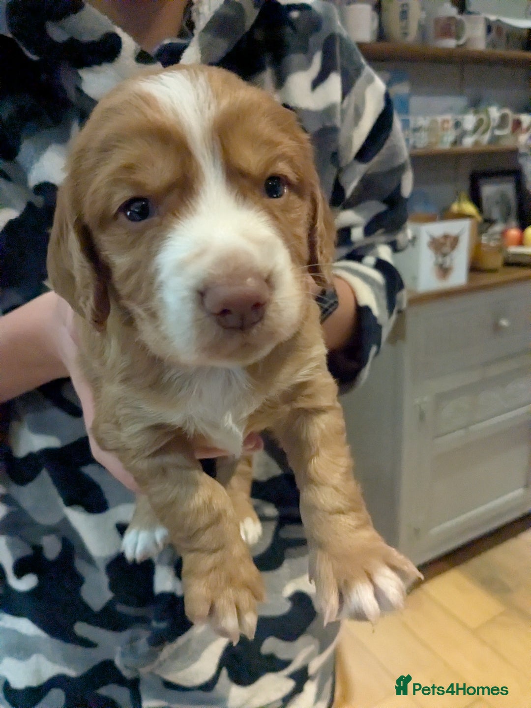 Cocker Spaniel dogs for sale: Working Cocker Spaniel Puppies needing loving home - Advert 6