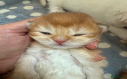 British Shorthair cats for sale: GCCFreg BSH & BLH Chocolate & Black Golden Kittens - Image 15