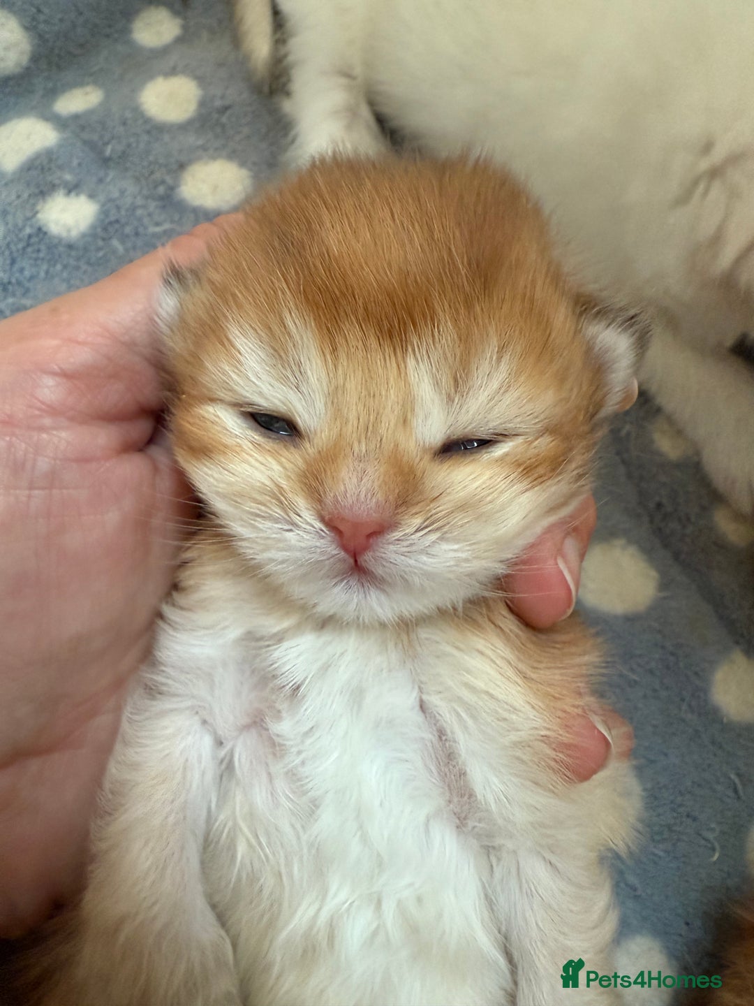 British Shorthair cats for sale: GCCFreg BSH & BLH Chocolate & Black Golden Kittens - Image 15