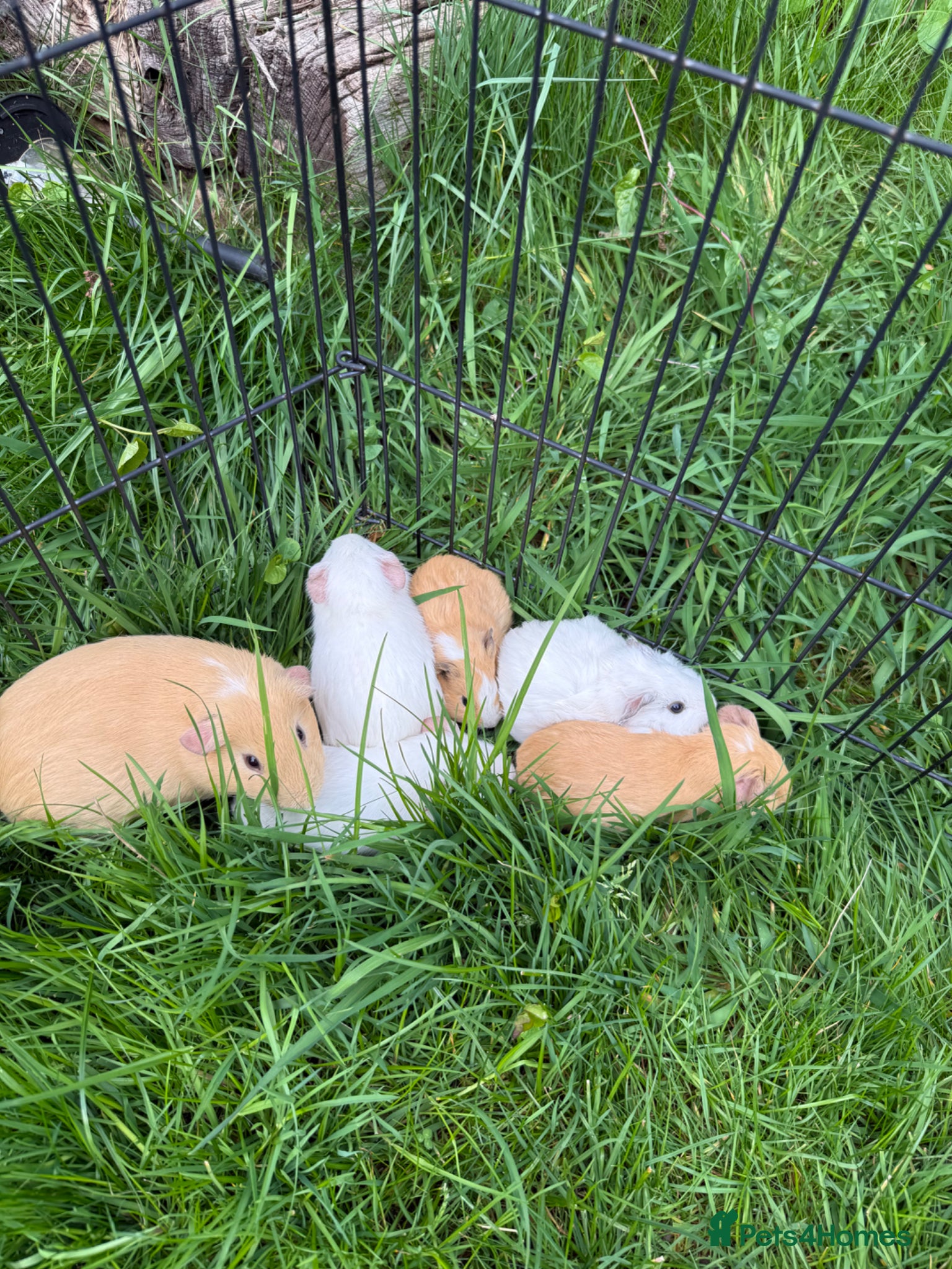 Guinea Pig rodents Male and Female Guinea pigs for sale  - Advert 2