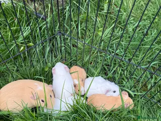 Guinea Pig rodents Male and Female Guinea pigs for sale - Advert 2