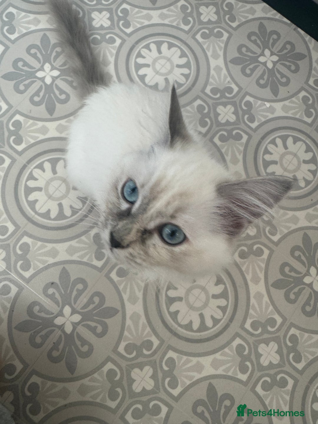 Ragdoll cats for sale: 2 Ragdoll babies available… NOW  - Advert 13