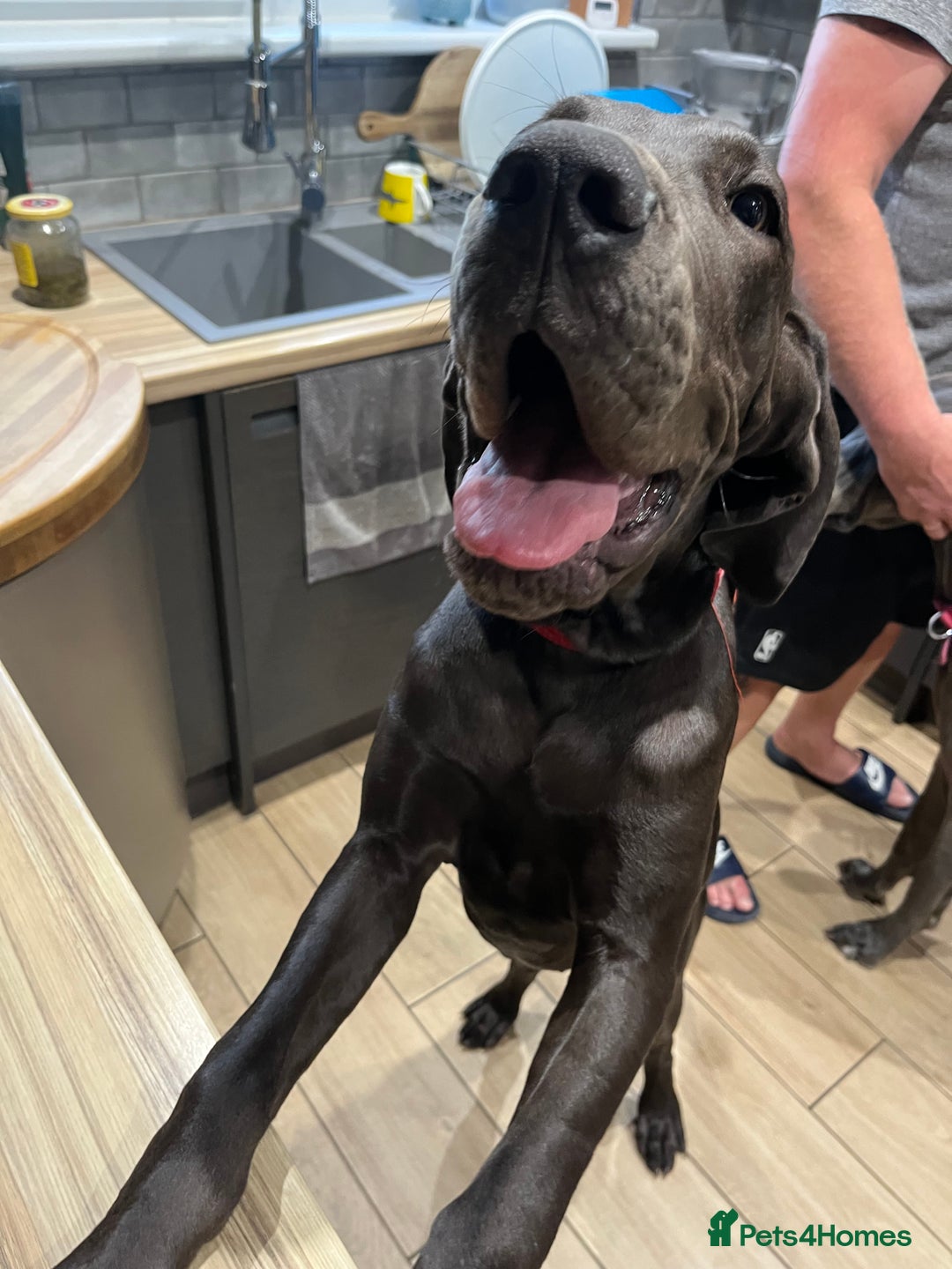 Great Dane dogs for sale: 5 month Great Dane puppy - Image 6