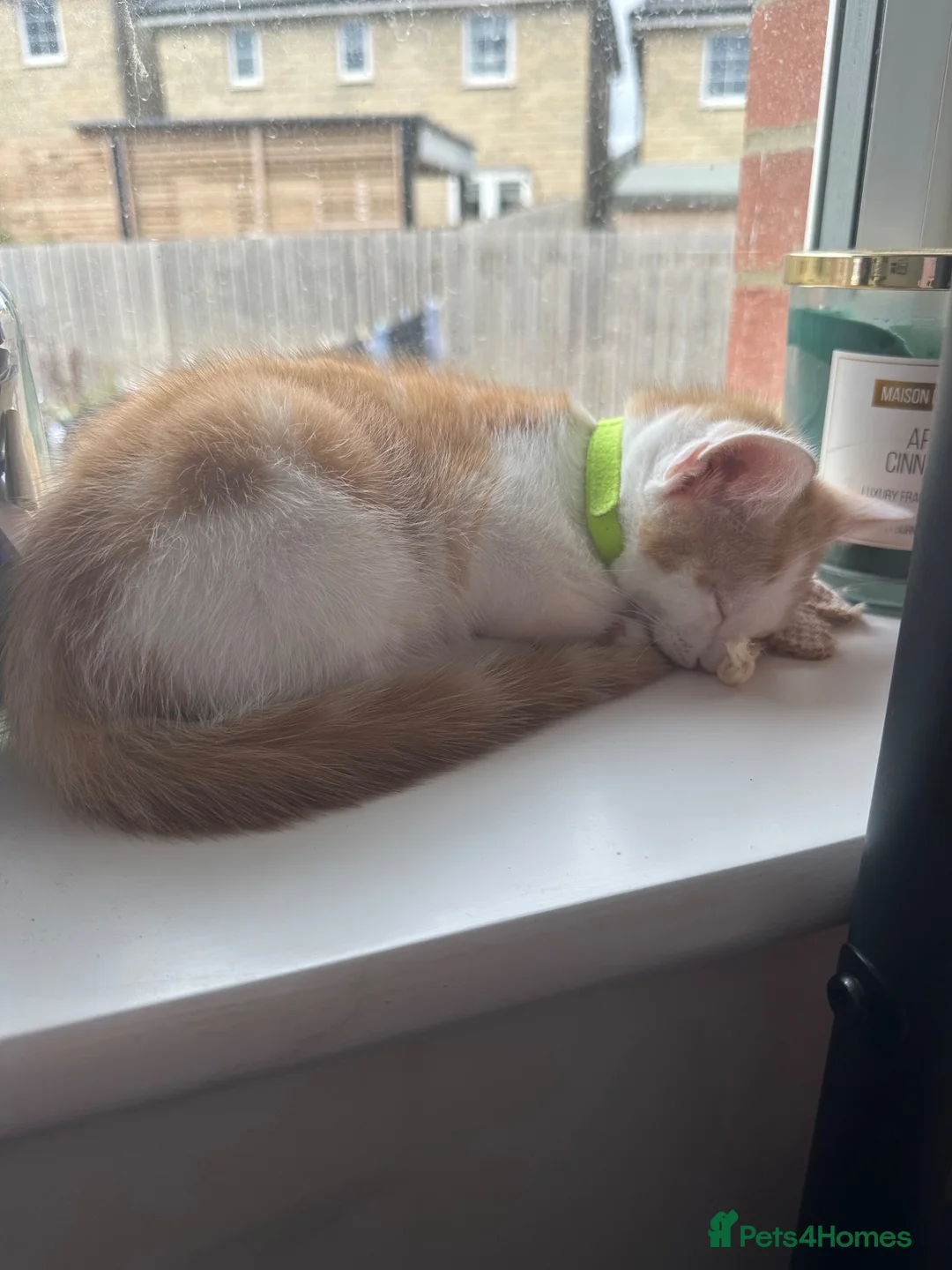 Turkish Angora cats for sale: Male kitten  in Sheffield - Advert 2