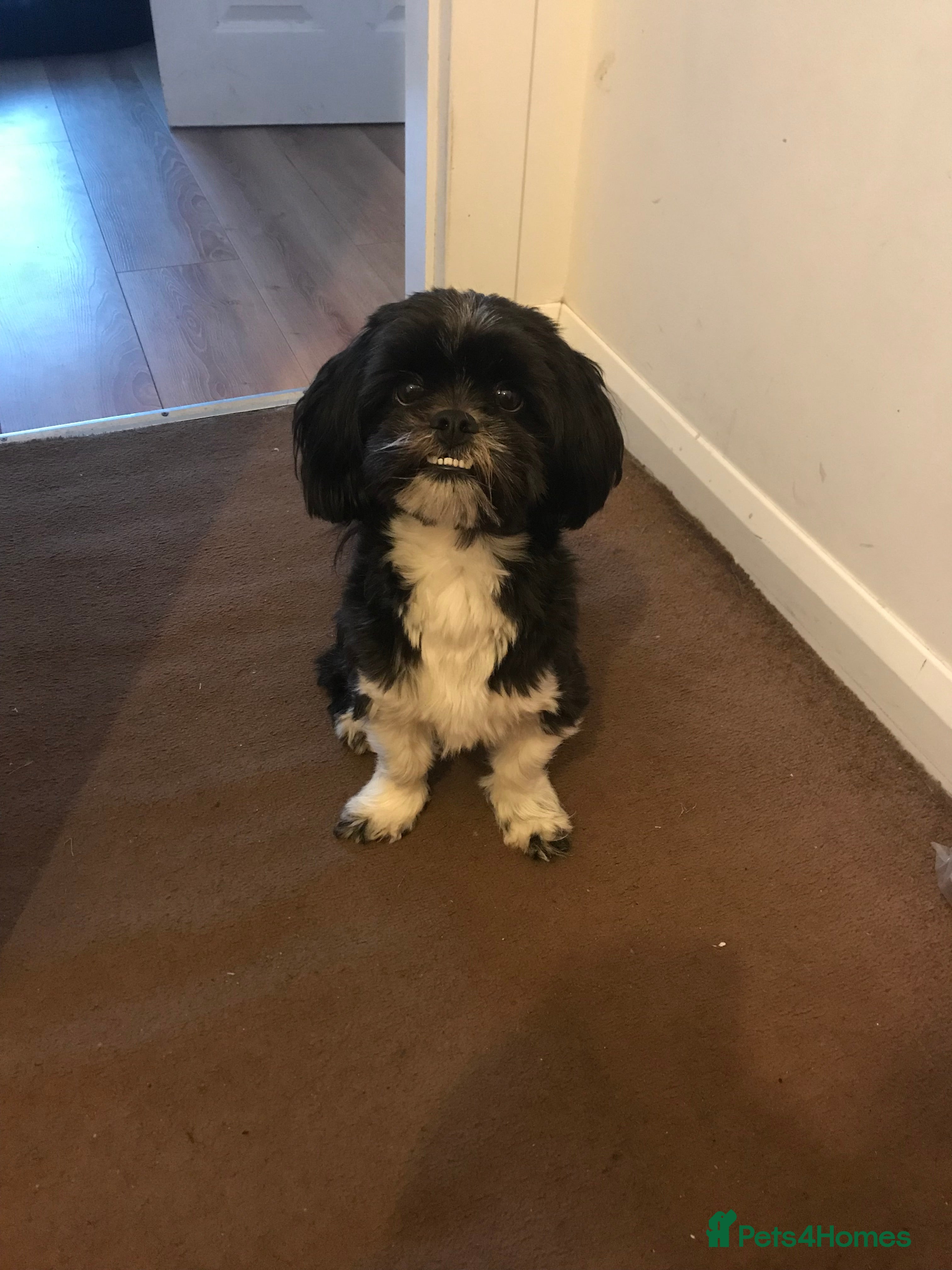 Lhasa Apso dogs Stud service - Advert 6