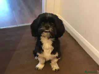 Lhasa Apso dogs Stud service - Advert 6