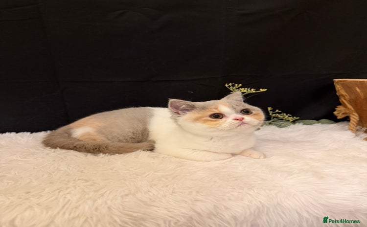 British Shorthair cats - Advert 13