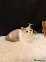 British Shorthair cats - Advert 2