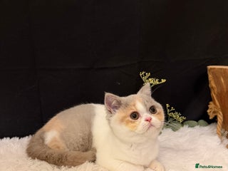 British Shorthair cats - Advert 20