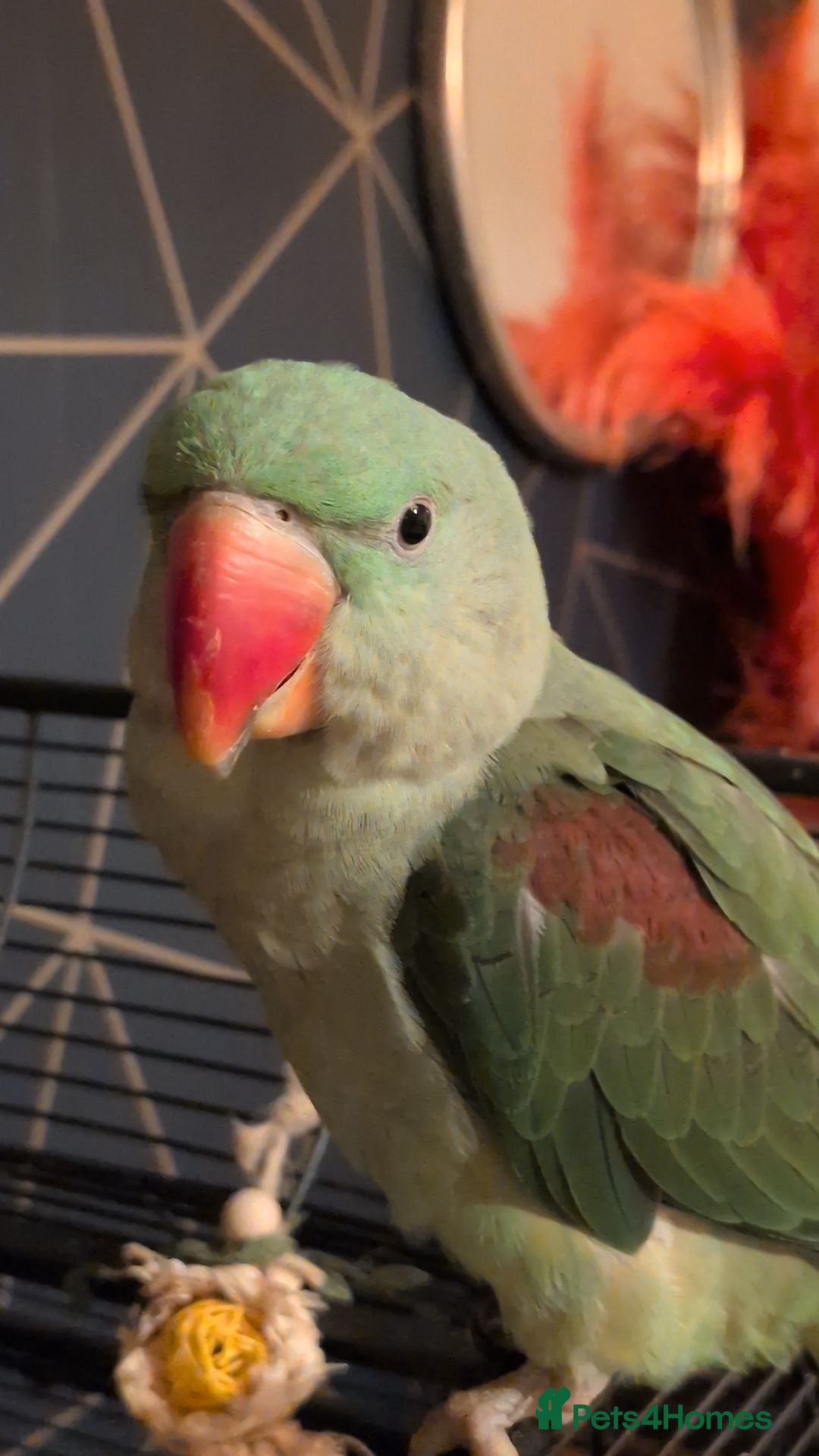 Parrots birds Rio the Alexandrine parrot  - Advert 1