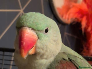 Parrots birds Rio the Alexandrine parrot - Advert 1