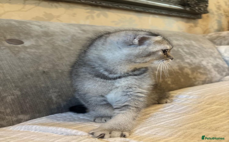 Scottish Fold cats - Advert 16