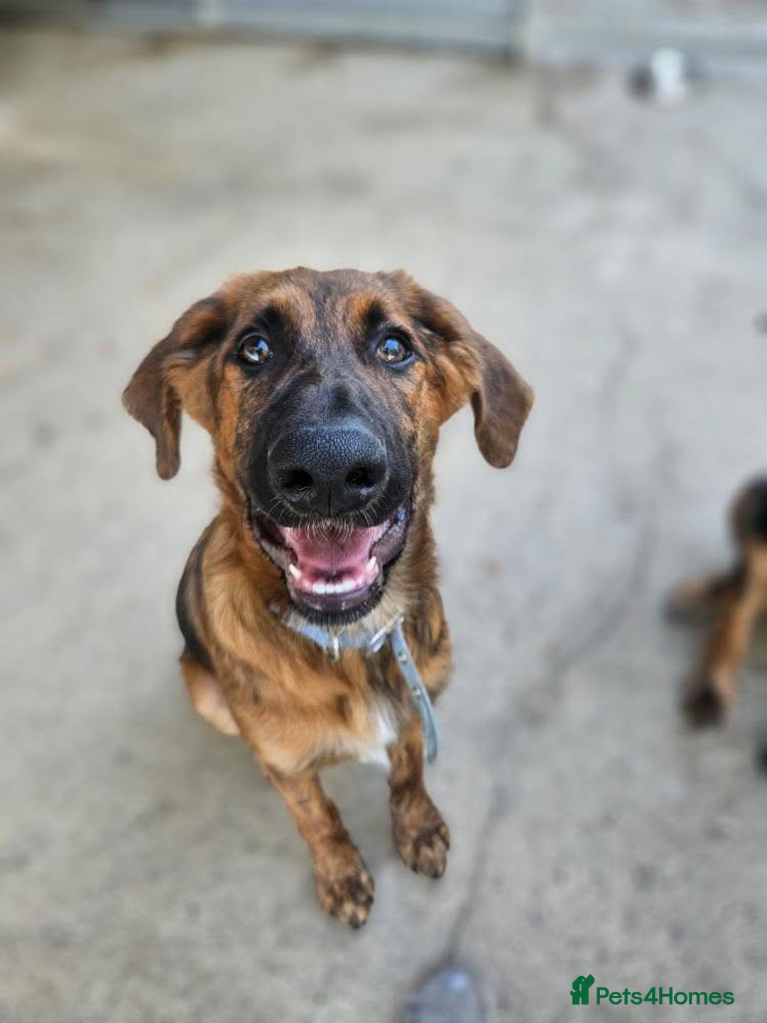 Mixed Breed dogs for adoption: Arnie is looking for the best home  - Image 11