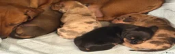 Miniature Dachshund dogs for sale: 4 Miniature Dachshund Puppies - Advert 1