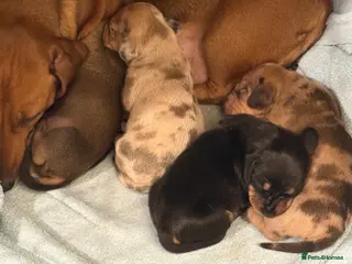 Miniature Dachshund dogs 4 Miniature Dachshund Puppies - Advert 1