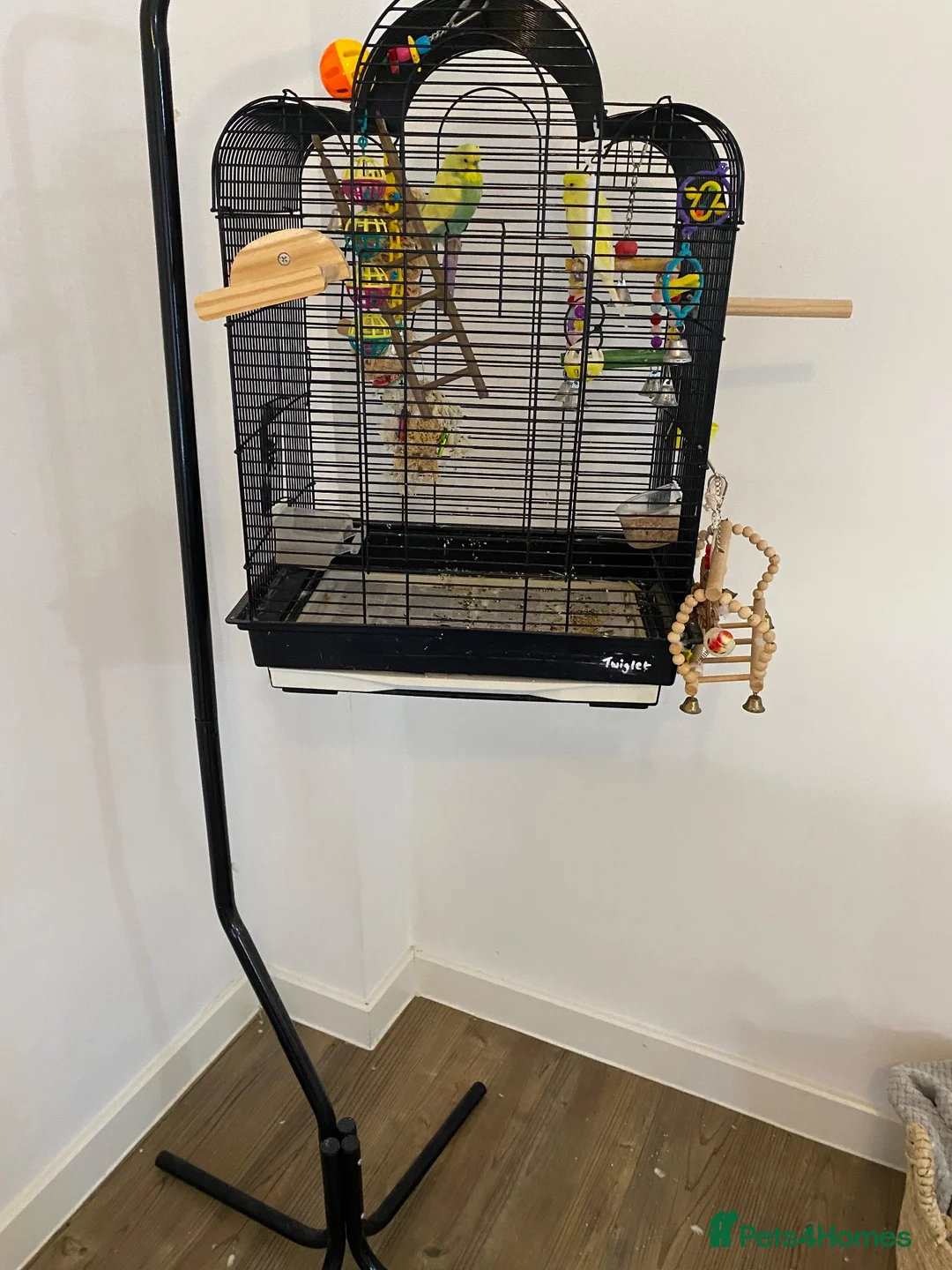 Budgerigars birds for sale: budgies in Southampton - Advert 3