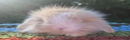 Mini Lop rabbits for sale: 🧡 TEDDYWIDDER X MINI LOP BABIES 😍 - Advert 1