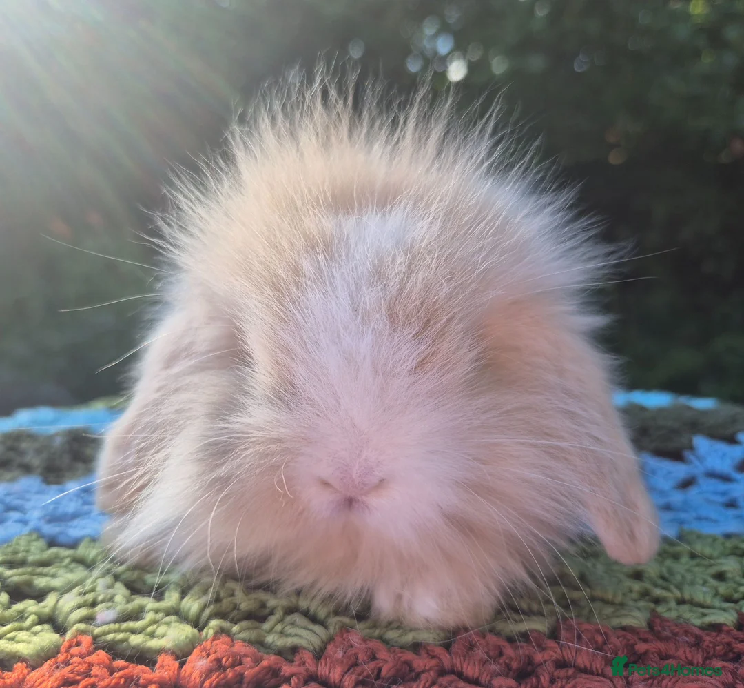 Mini Lop rabbits for sale: 🧡 TEDDYWIDDER X MINI LOP BABIES 😍 - Advert 1