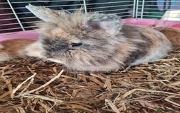 Lionhead rabbits for sale: Three kits left - Image 7