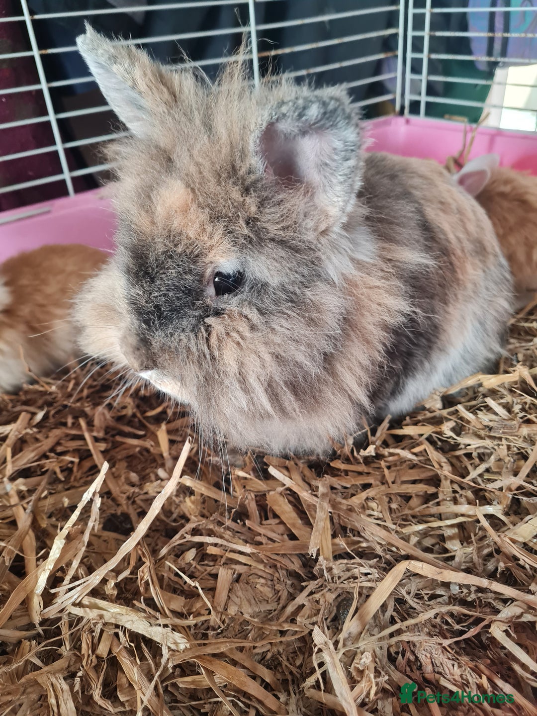 Lionhead rabbits for sale: Three kits left - Image 7