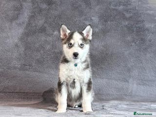Pomsky dogs F3 blue eyed perfect husky markings male Pomsky - Advert 6