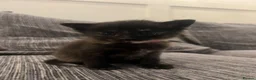 Mixed Breed cats for sale: Kittens  - Advert 10
