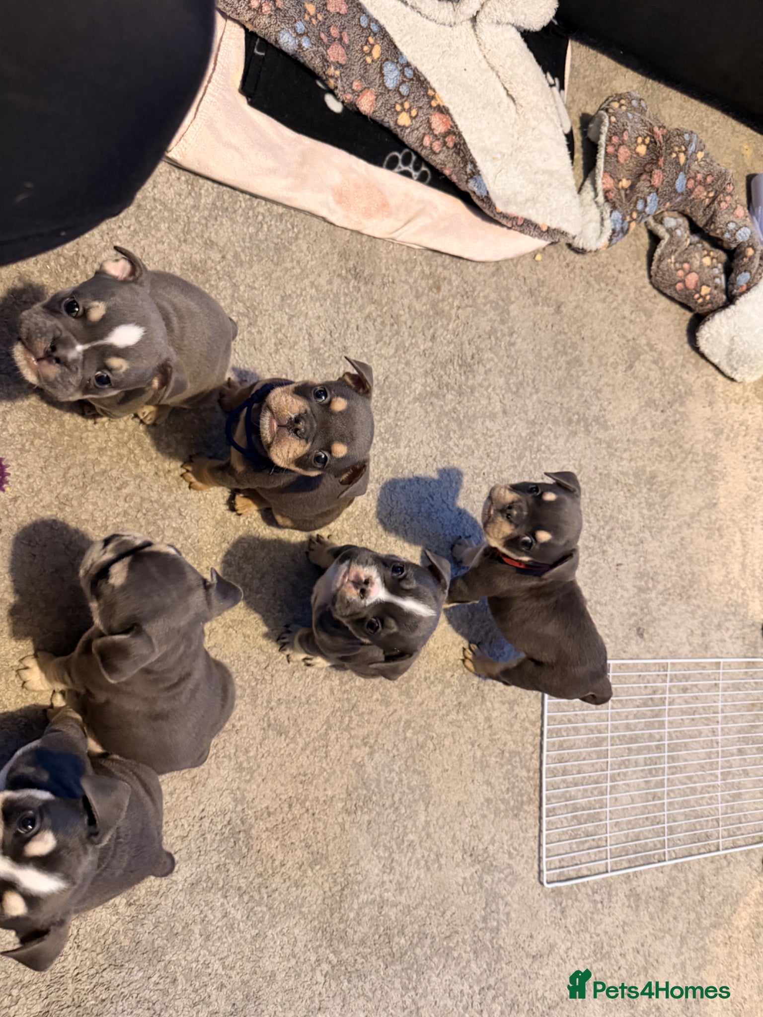 Mixed Breed dogs French X English bulldog puppies - Advert 4