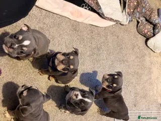 Mixed Breed dogs French X English bulldog puppies - Advert 5