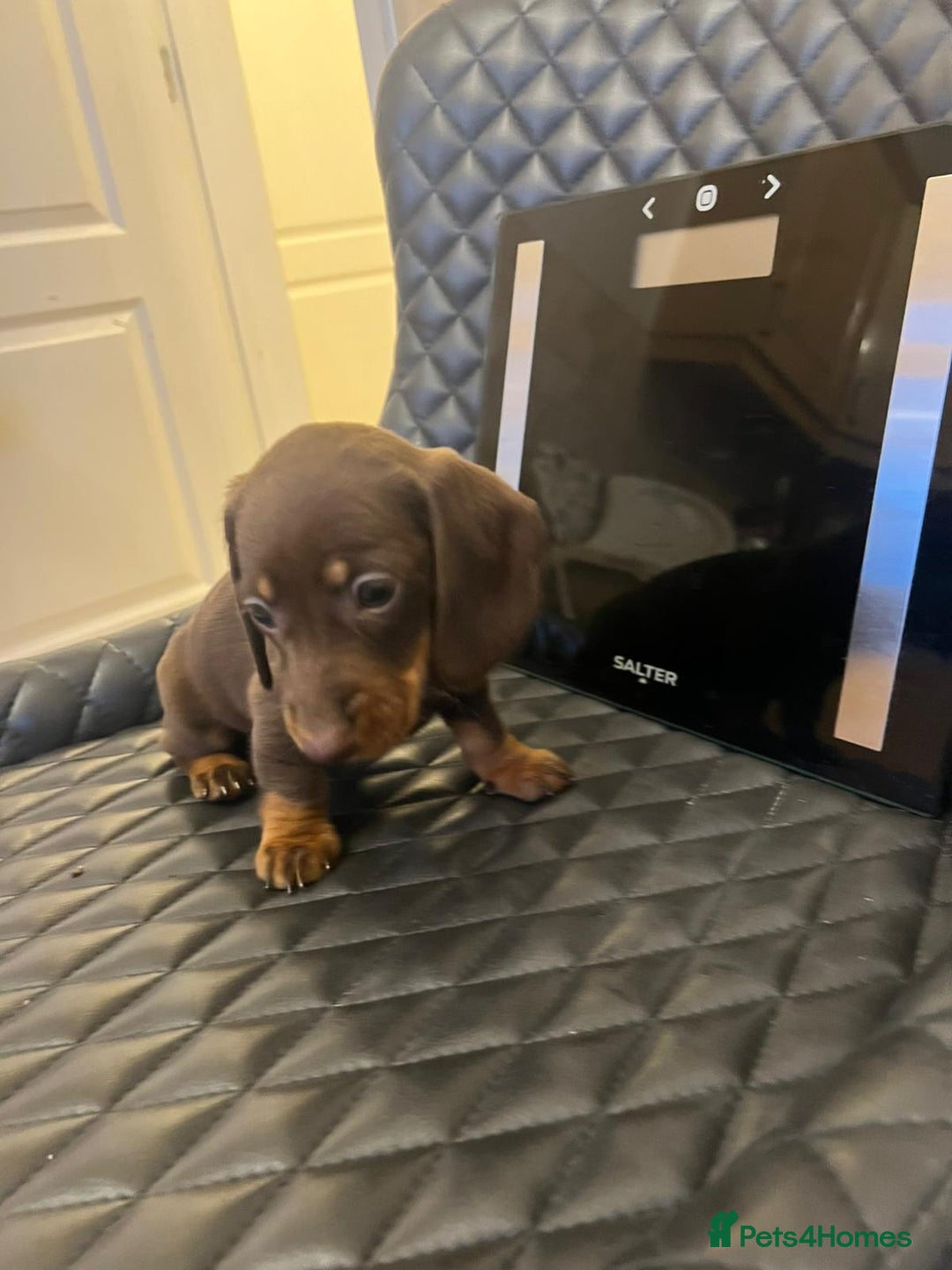 Dachshund dogs for sale: Dachshund puppies  - Advert 11