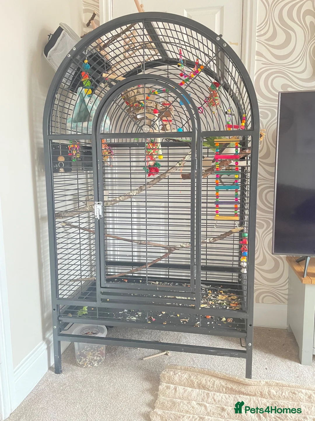 Parrots birds for sale: Female Alexandrine parrot aged 4  in Sunderland - Advert 2