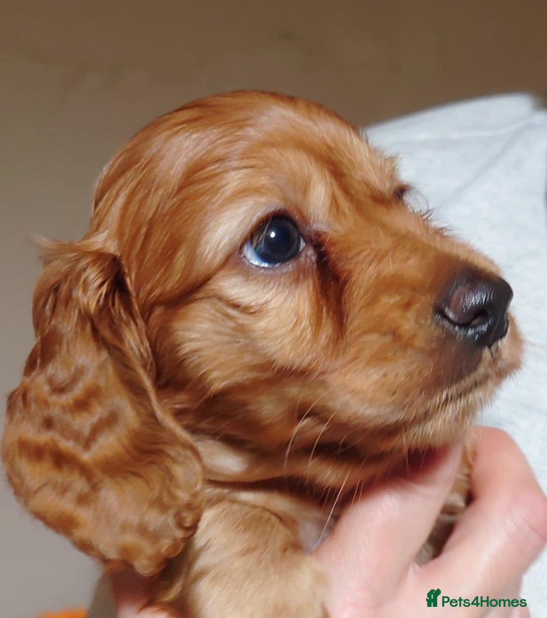 Miniature Dachshund dogs for sale: Gorgeous Miniature Long Haired Dachshund Boys - Advert 12