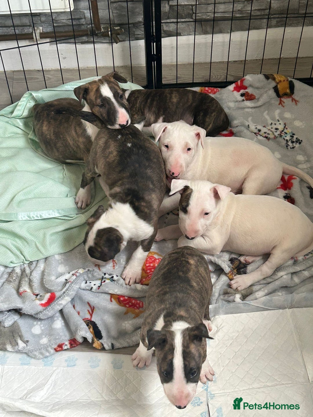 Bull Terrier dogs for stud: English Bull Terrier STUD dog - Image 21