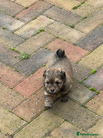 Havanese dogs - Advert 1