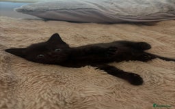 British Shorthair cats for sale: 2 female black tabby kittens  - Image 1