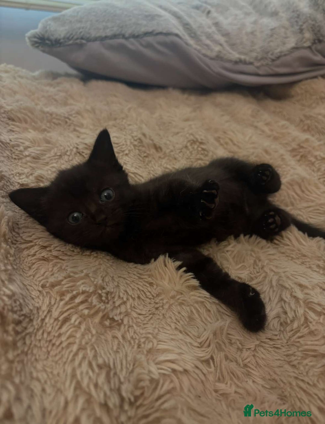 British Shorthair cats for sale: 2 female black tabby kittens  - Image 1