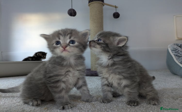 Maine Coon cats - Advert 7