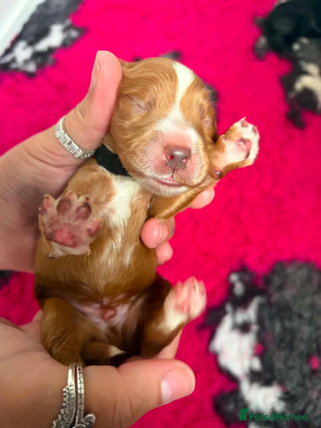 Cockapoo dogs for sale: 🐾 GORGEOUS FB1 COCKAPOO PUPPIES 5 boys available  in Blackpool - Advert 16