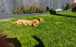 Toy Poodle dogs for sale: Gorgeous kc registered toy poodle pups  - Image 8