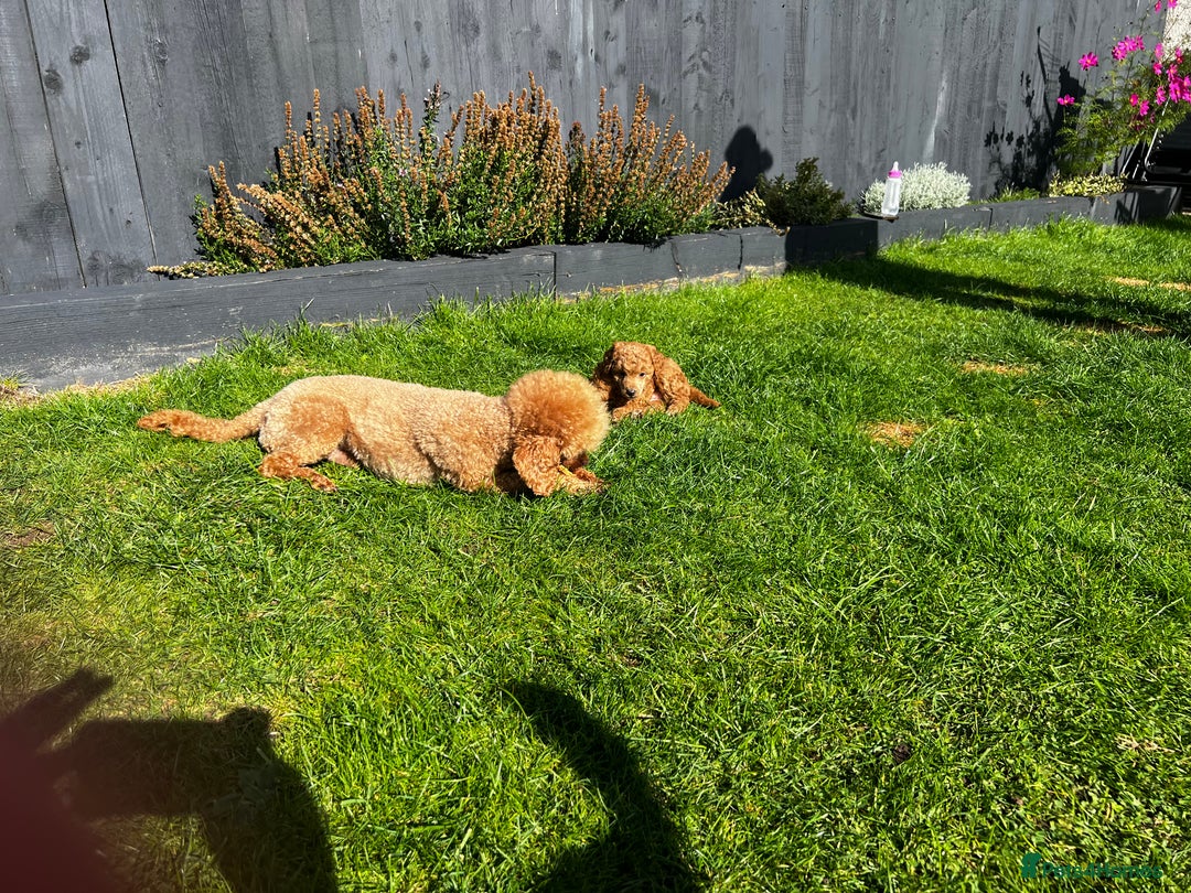Toy Poodle dogs for sale: Gorgeous kc registered toy poodle pups  - Image 8